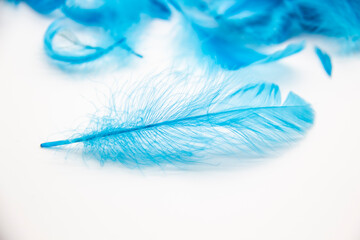 Blue fluffy bird feathers on a white background. A texture of a soft feathers.