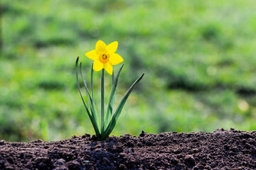 Yellow daffodil on loose soil and blurred background