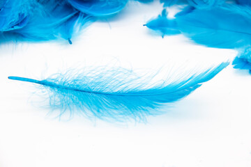 Fototapeta na wymiar Blue fluffy bird feathers on a white background. A texture of a soft feathers.