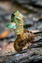 Emerging Cicada