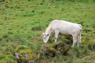 Fototapeta premium Norwegen - Rinder / Norway - Cattles /