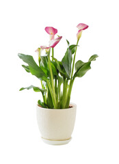 pink calla lily in flower pot isolated  on white background