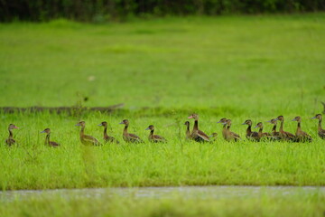 
The black-bellied whistling duck (Dendrocygna autumnalis), formerly called the black-bellied tree...