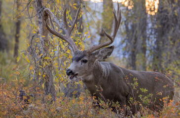 Mule Deer Buck in Wyoming in Autumn