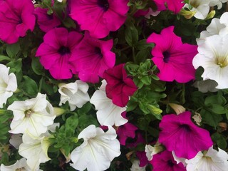 Background of purple and white petunia flowers with green leaves surrounding them