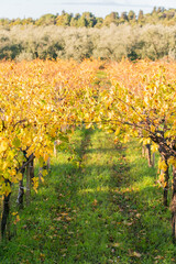 Fototapeta premium Autumn in Puglia, Italy