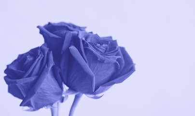 Beautiful bouquet of purple violet roses, selective focus, closeup