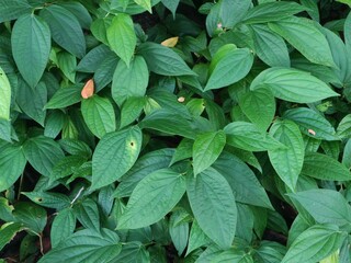 leaves background