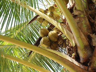 coconut tree in the jungle