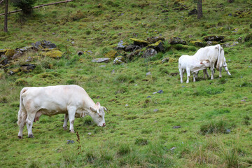 Norwegen - Rinder / Norway - Cattles /.