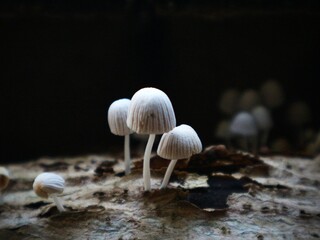 Mushroom on the tree trunk