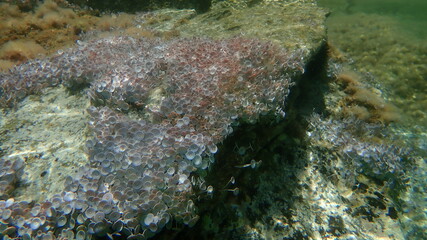 Green algae Acetabularia acetabulum undersea, Aegean Sea, Greece, Halkidiki