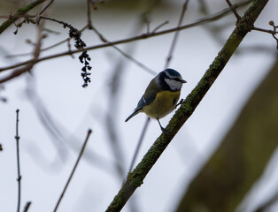 Fototapeta premium Great Tit sitting in a bush in winter