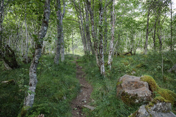 Norwegen - Landschaft nahe Fresvik / Norway - Landscape near Fresvik /