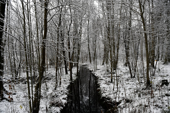 my winter forest with a black river and trees