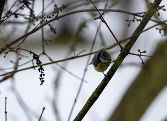 Great Tit sitting in a bush in winter