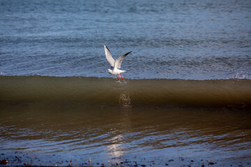 Fototapeta na wymiar Seagull flying over a breaking wave