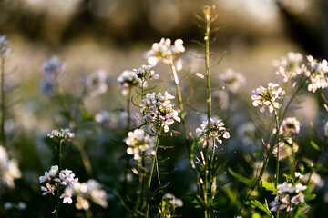 White Flowers in Autumn, Puglia Italy