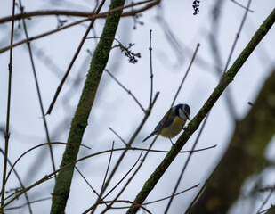 Great Tit sitting in a bush in winter