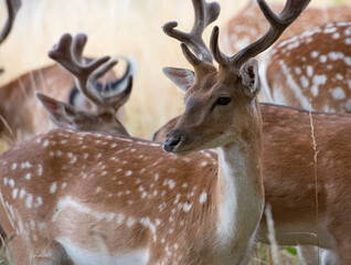 A deer is looking back