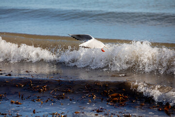 Seagull flying over a breaking wave