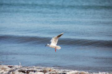 Seagull flying over a breaking wave