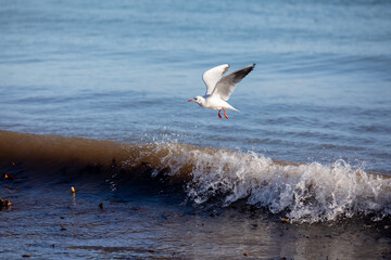 Seagull flying over a breaking wave