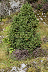 Norwegen - Landschaft nahe Lavik / Norway - Landscape near Lavik /