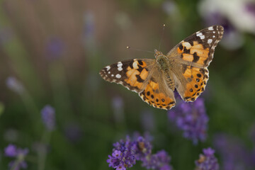 Distelfalter (Vanessa cardui)