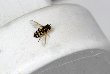 Gemeine Feldschwebfliege (Eupeodes corollae)