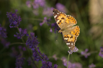 Distelfalter (Vanessa cardui)