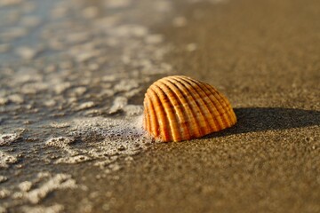 Cockle shell with wave, Gibraltar beach under the sunlight.