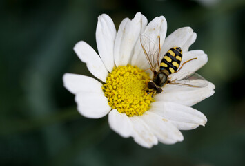 Obraz premium Gemeine Feldschwebfliege (Eupeodes corollae)