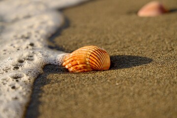 Cockle shell with wave, Gibraltar beach under the sunlight.