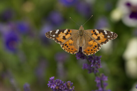 Distelfalter (Vanessa cardui) © gebut