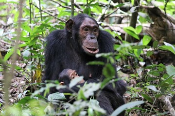 Chimpanzee, (Pan troglodytes), Kibale National Park - Uganda, Africa 