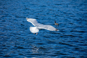 Seagull flying over rippling water, with its wings out stretched