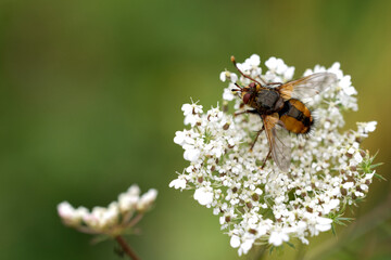 Gebut Igelfliege (Tachina fera)