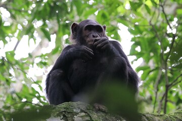 Chimpanzee, (Pan troglodytes), Kibale National Park - Uganda, Africa 
