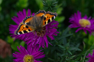 Kleiner Fuchs (Aglais urticae)