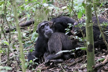 Chimpanzee, (Pan troglodytes), Kibale National Park - Uganda, Africa 