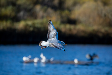 Seagull flying over a lake