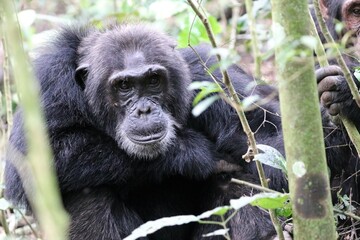 Chimpanzee, (Pan troglodytes), Kibale National Park - Uganda, Africa 