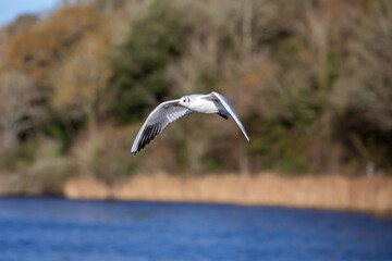 Seagull flying over a lake, with reeds in the background