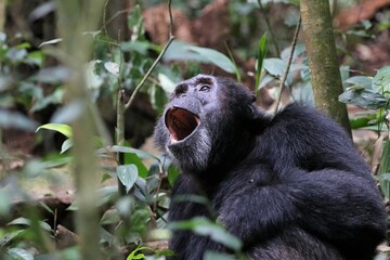 Obraz na płótnie Canvas Chimpanzee, (Pan troglodytes), Kibale National Park - Uganda, Africa 