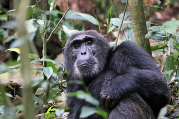 Chimpanzee, (Pan troglodytes), Kibale National Park - Uganda, Africa 