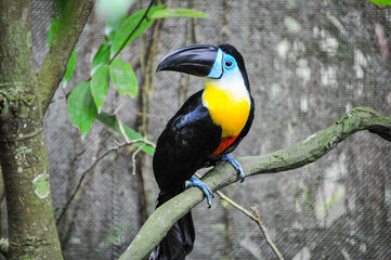 Animal life in nature (Closeup) - Toucan