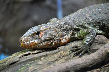 Animal life in nature (Closeup) - Lizard
