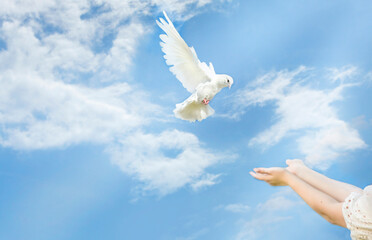 A white dove arrives, flies into the arms of a girl in the blue sky. there are light clouds and...
