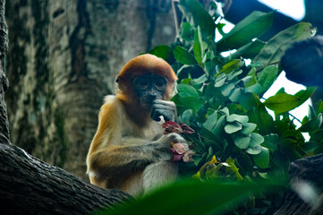 Animal life in nature (Closeup)